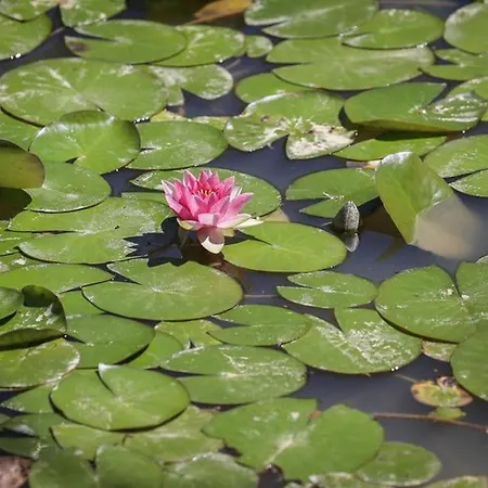 Camping Mobil Avec Terrasse Pour 4 Personnes - Api-1-52-649 *