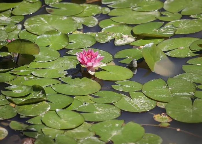 Kemping Mobil Avec Terrasse Pour 4 Personnes - Api-1-52-649 *